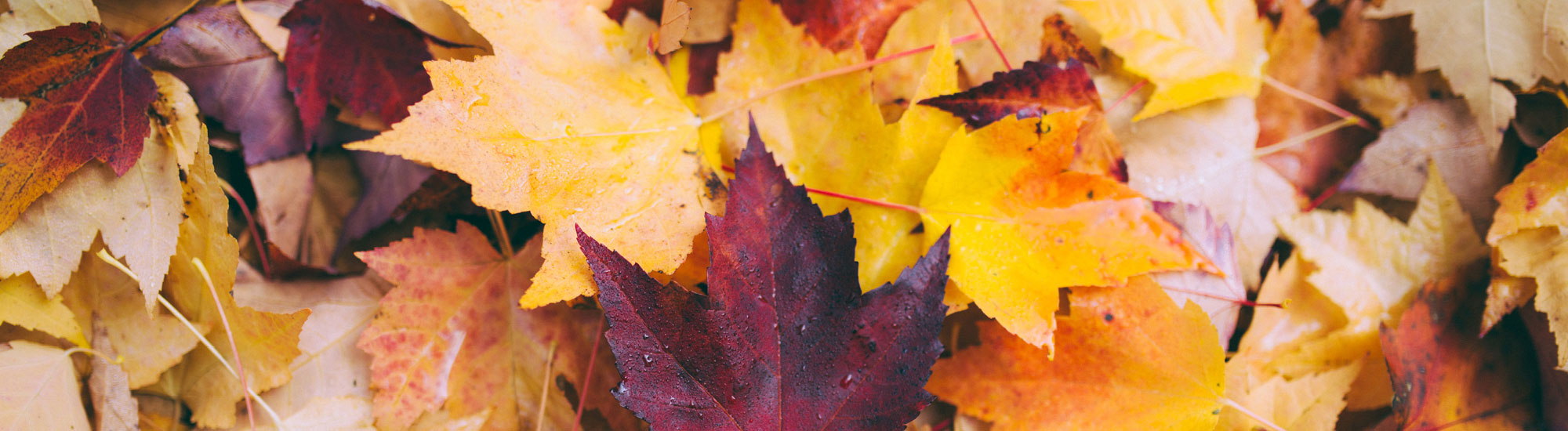 October Editor's Picks